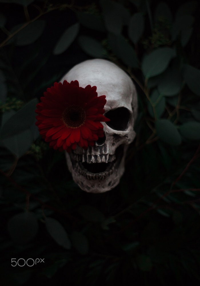 Skull with red flower and dark foliage