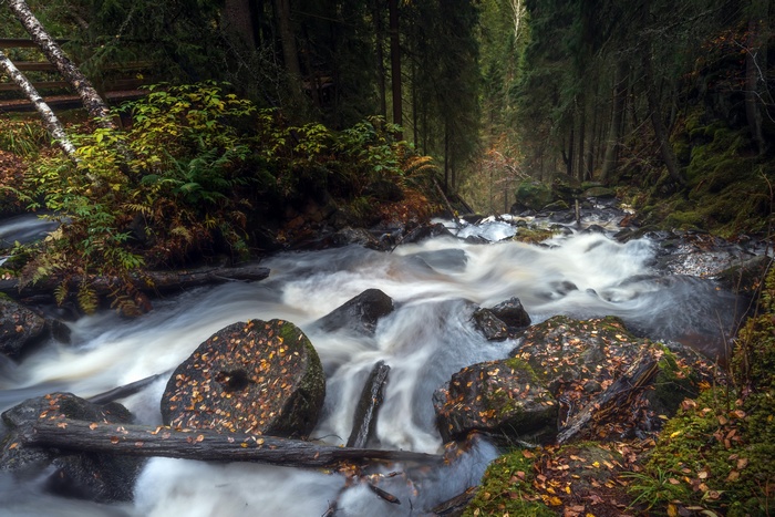 nature, water, river, forest, long exposure