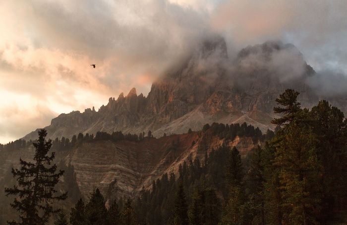 Bird flying over misty mountains at sunset