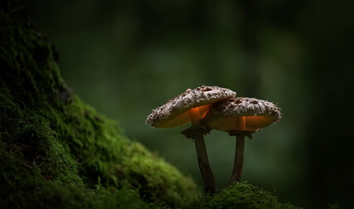 Two glowing mushrooms on mossy ground