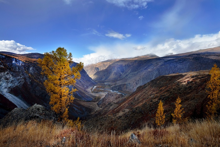 Autumn mountain valley with a river and yellow trees
