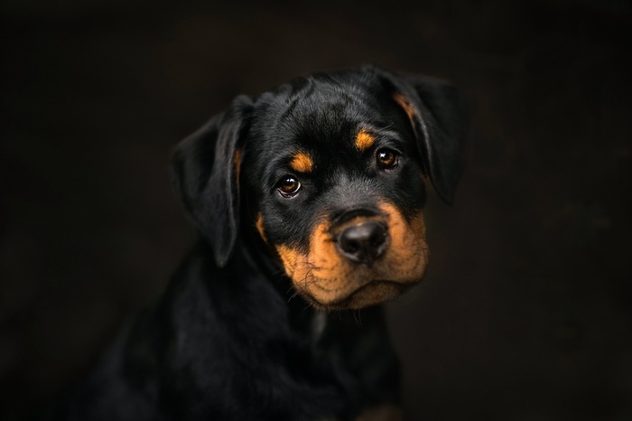 Rottweiler puppy portrait