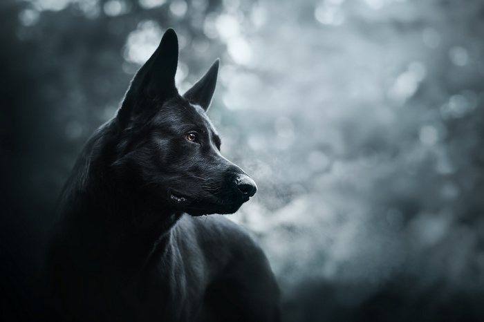 Black German Shepherd dog in a dark forest