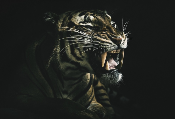 Tiger roaring with sharp teeth