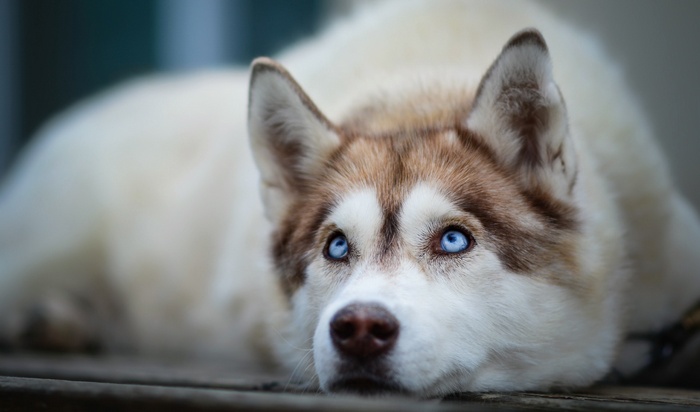 Husky dog with blue eyes lying down