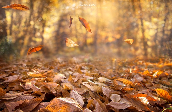 Autumn forest path with falling leaves