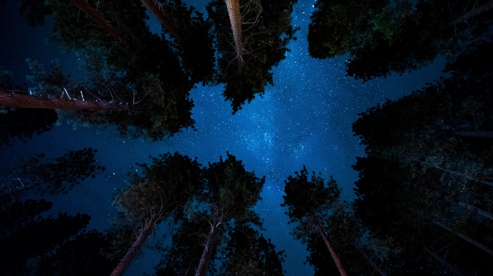 Tall pine trees against a starry night sky