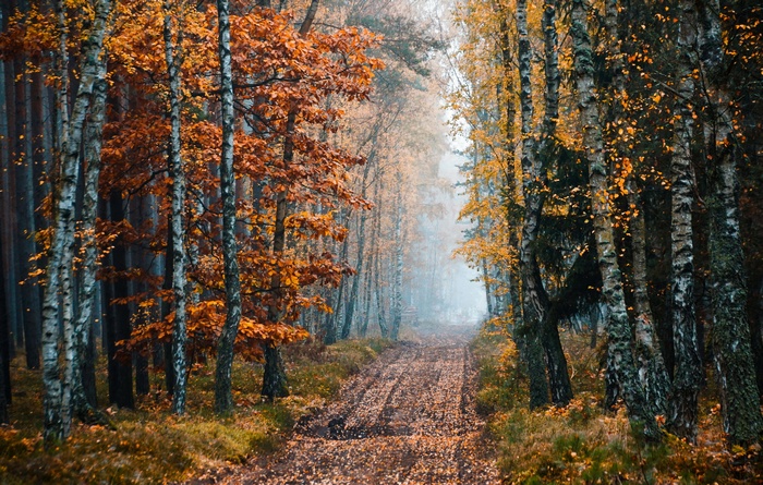 Dirt road through an autumn forest with colorful leaves