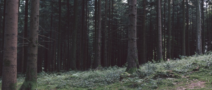 Dark forest with tall trees and green undergrowth