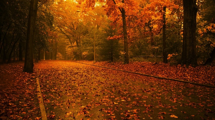 Autumn forest path covered in fallen leaves