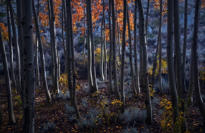 Aspen forest with autumn leaves and rocks
