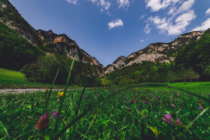 Mountains and green meadow with flowers