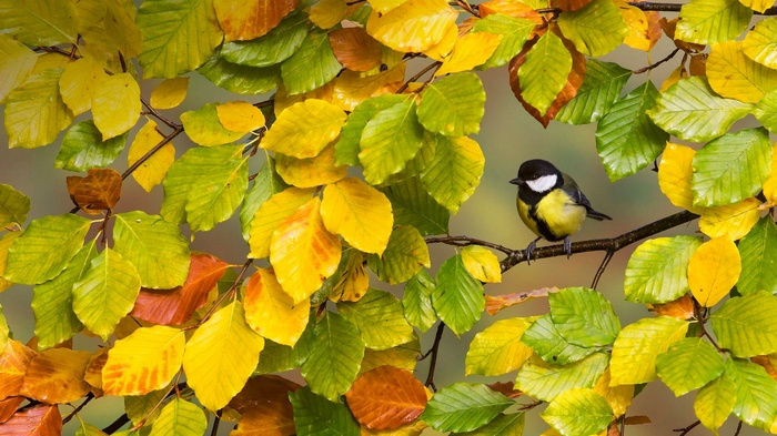 Great Tit bird perched on a branch with autumn leaves