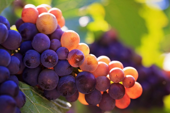 Close-up of ripe red and purple grapes on a vine