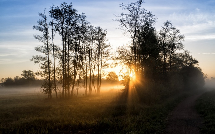Sunrise over a misty forest with sun rays