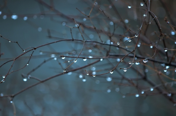 Raindrops on bare branches