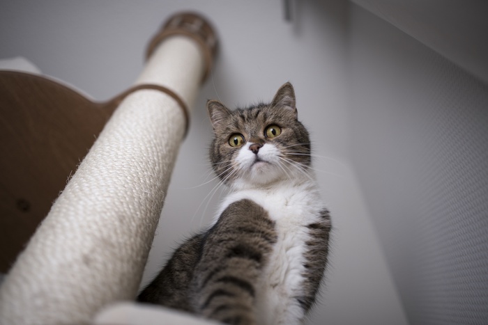 Cat on a scratching post