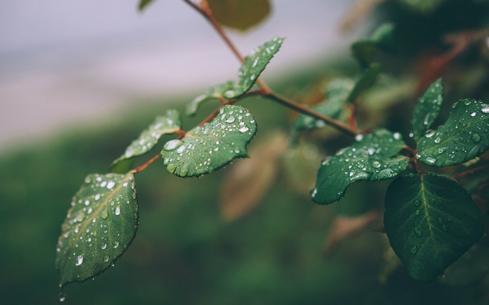 Green leaves with water droplets on a branch