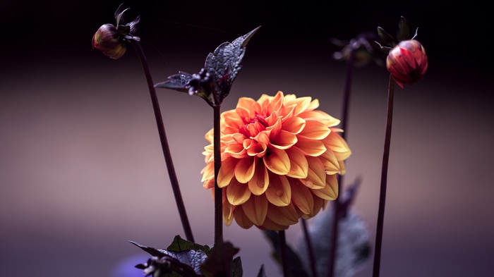 Orange dahlia flower with buds