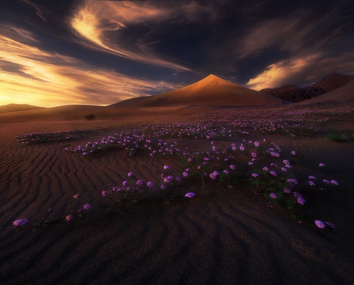 Desert landscape with purple flowers and dramatic sky