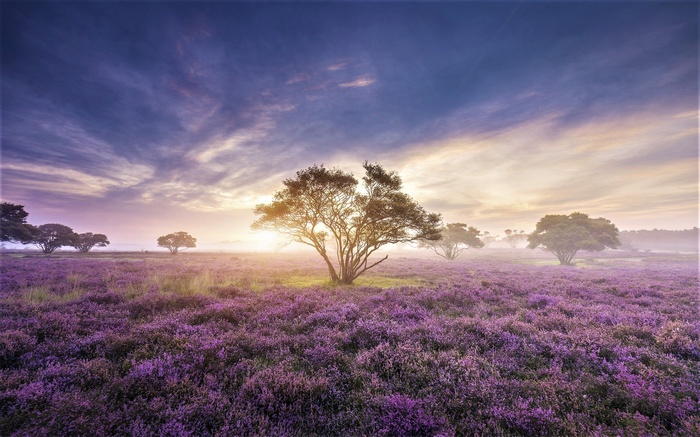 Purple heather field with trees at sunrise
