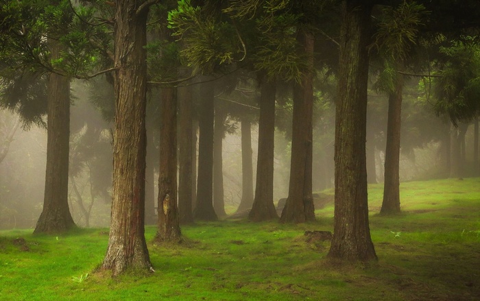 Misty forest with tall trees and green grass