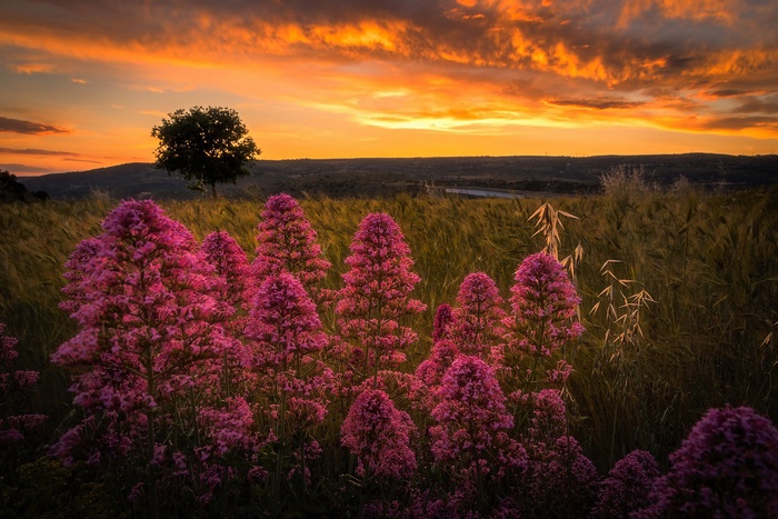 Pink flowers in a field at sunset