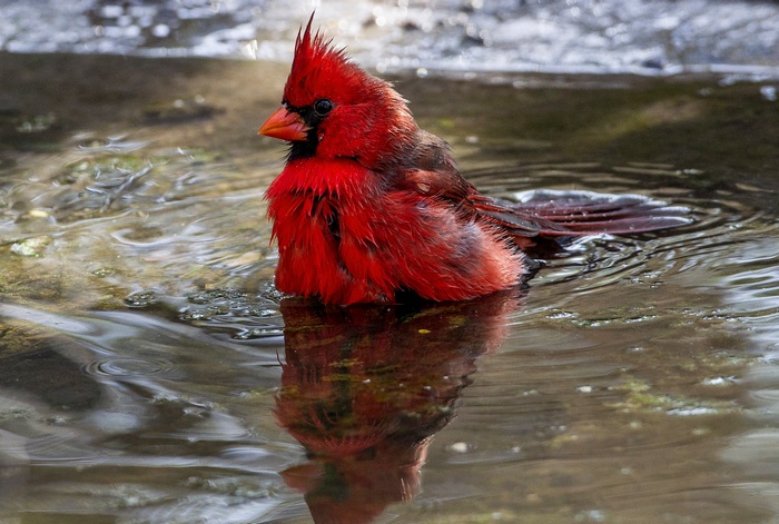 Northern Cardinal bathing in water