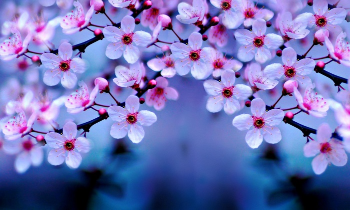 Cherry blossoms on branches