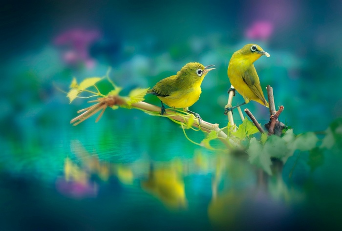 Two yellow birds on a branch