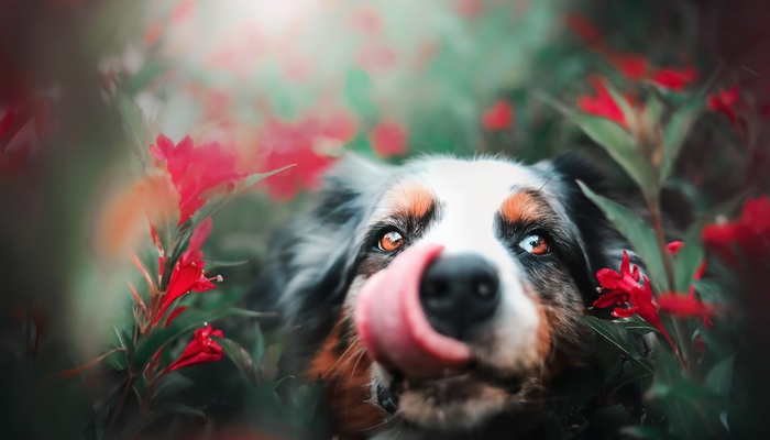 Bernese Mountain Dog licking its nose among red flowers