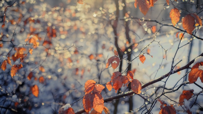 Autumn leaves on branches with snow