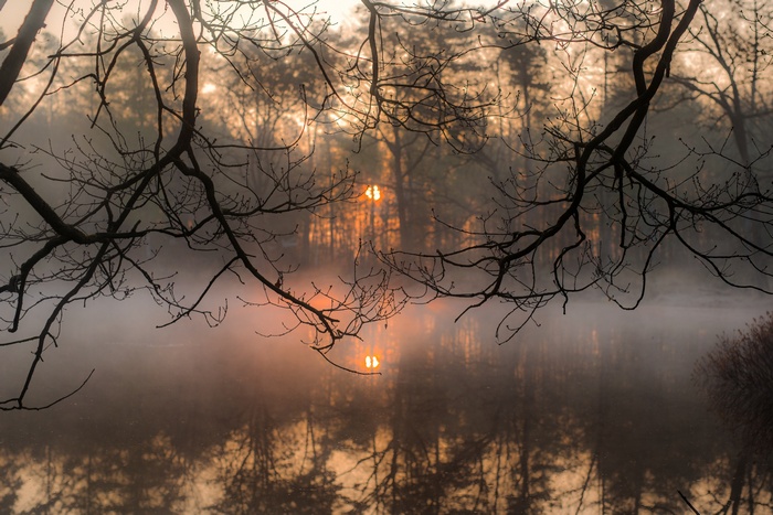 Misty forest lake at sunrise with tree branches