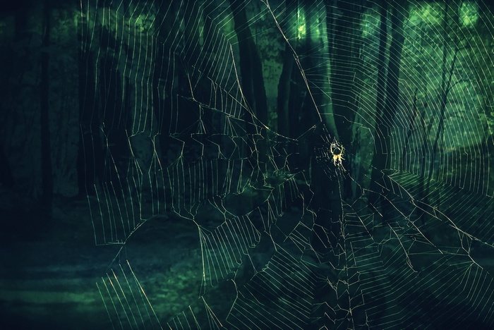 Spider on a web in a dark forest