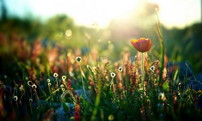 Red poppy flower in a field at sunset