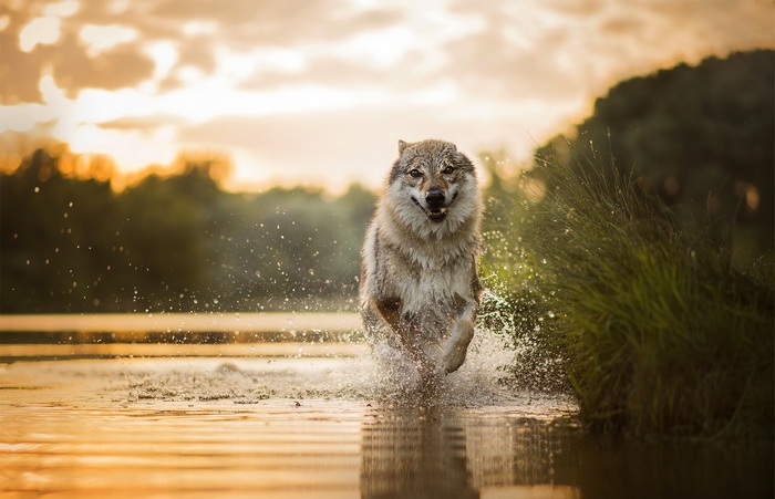 Wolf running through water at sunset