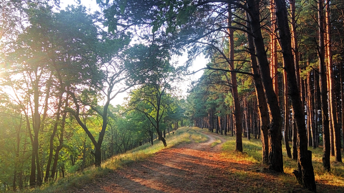 Forest pathway at sunset with pine trees