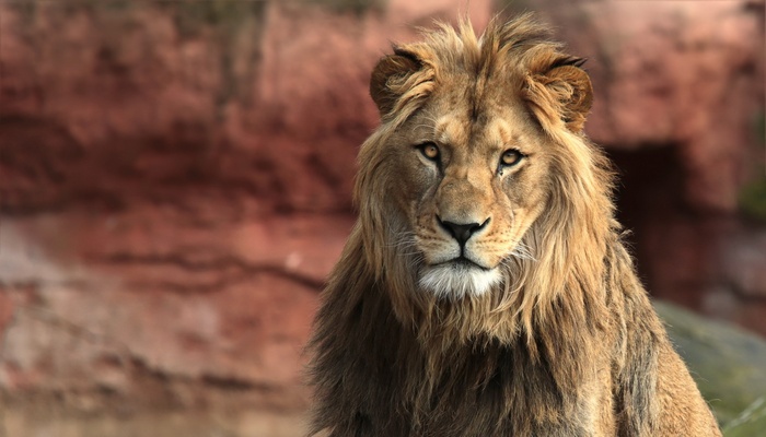 A male lion with a mane in front of rocks