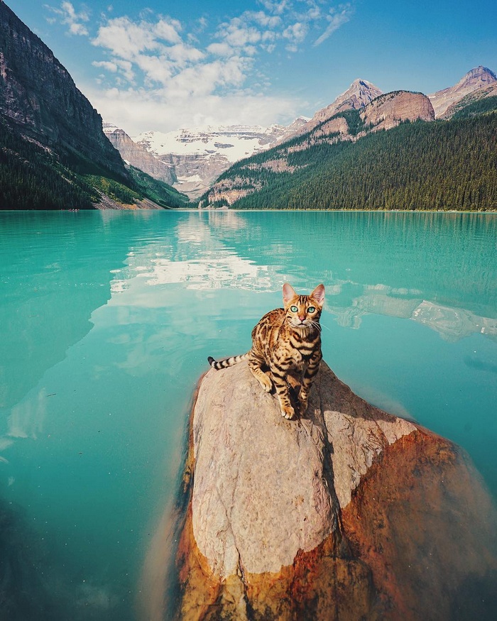 Bengal cat on a rock in a turquoise lake with mountains