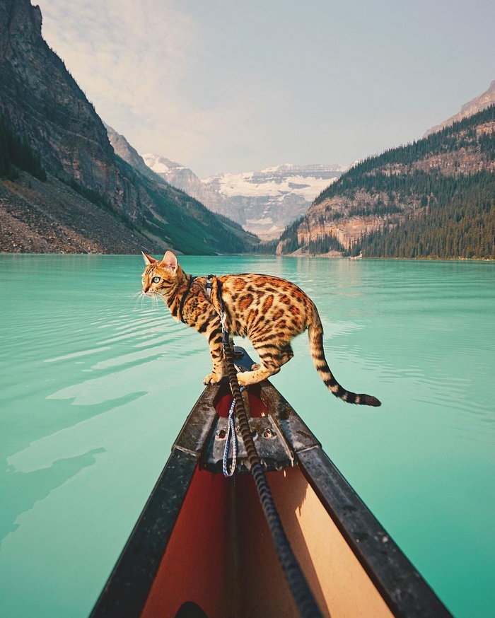 Bengal cat in a canoe on a turquoise lake with mountains