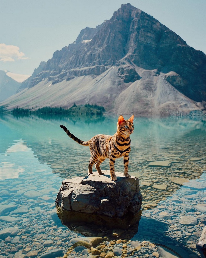 Bengal cat on a rock in a mountain lake