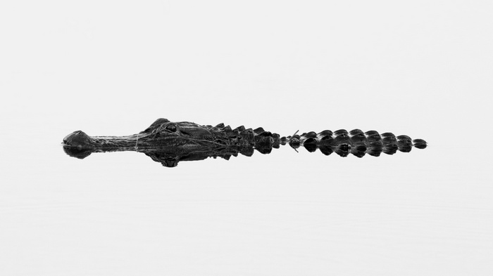 Alligator swimming in calm water, monochrome