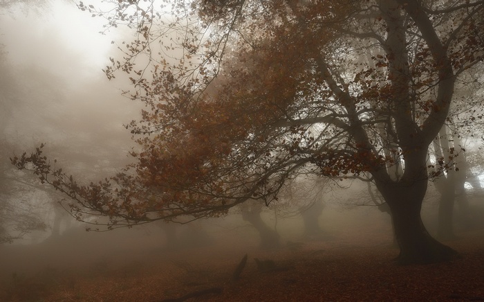 Misty forest with autumn trees