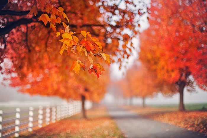 Autumn trees lining a foggy road with a white fence