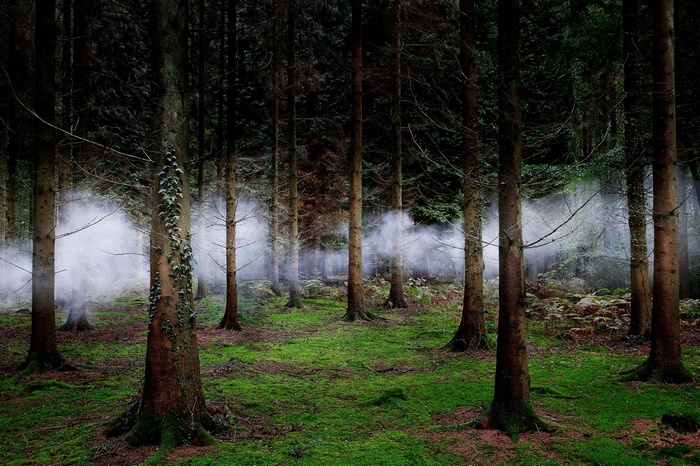 Misty forest with mossy ground and tall trees