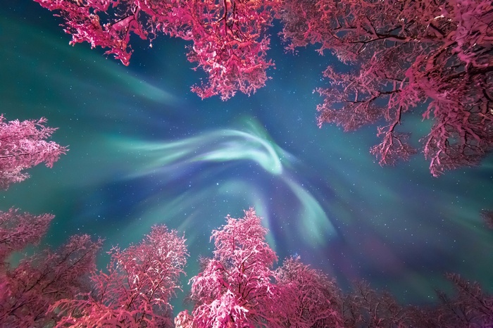Aurora Borealis over snow-covered trees in Russia