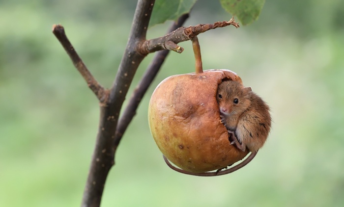Mouse nesting in a rotten apple on a branch