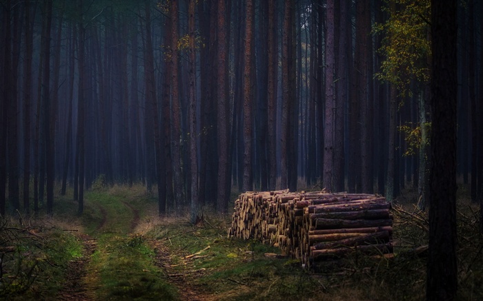 Dark forest with stacked logs and a path