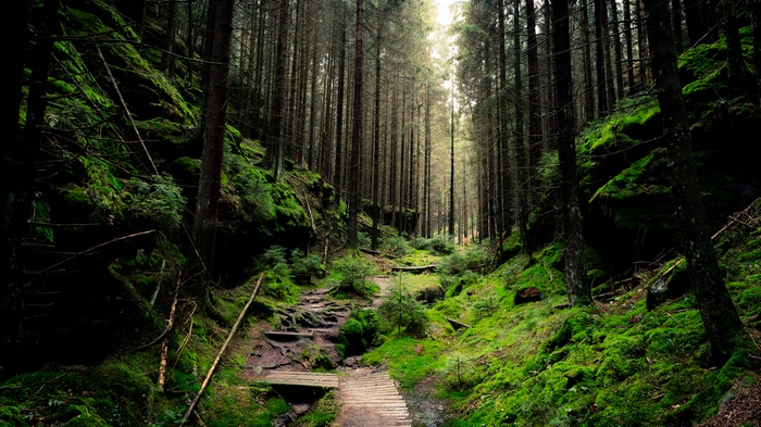 A path through a mossy forest