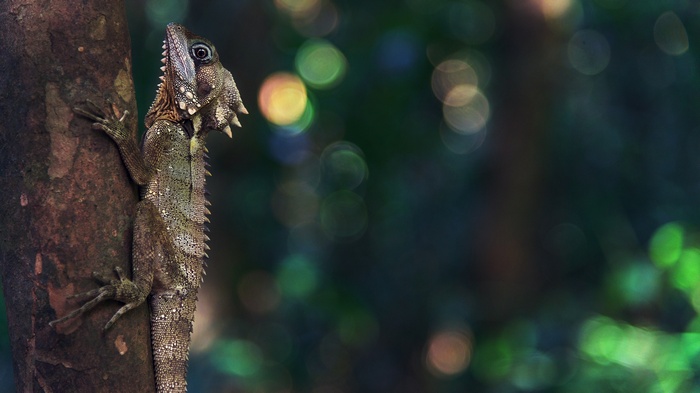 Spiny Lizard on a Tree Trunk